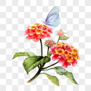 蝴蝶和花朵马丹甘杰高清图片