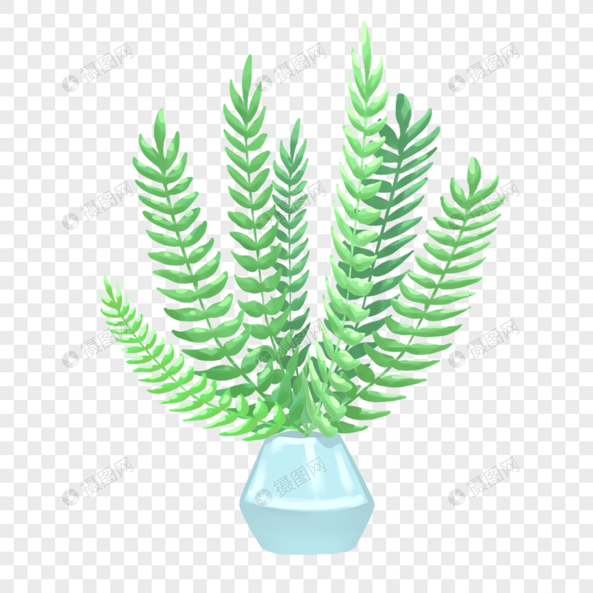 手绘植物铁线蕨