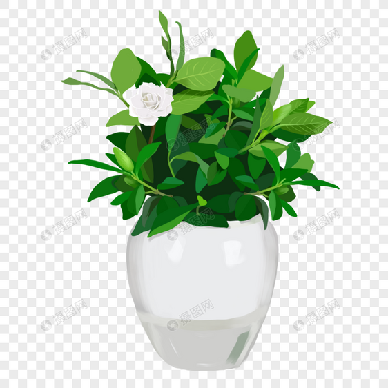 手绘白色栀子花花卉盆栽元素图片
