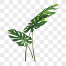 手绘绿色龟背竹植物元素图片