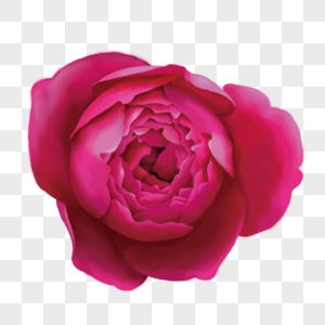 手绘红色玫瑰花花卉元素图片
