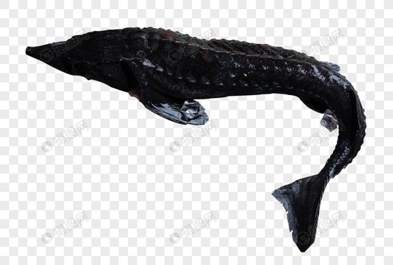 黑鱼财鱼图片