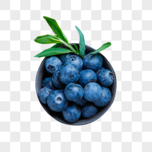野生蓝莓图片