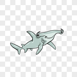 灰色双髻鲨双髻鲨学校高清图片