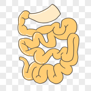 人体器官大肠图片