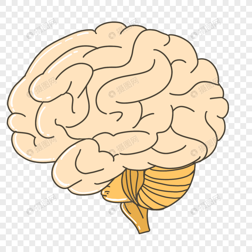 人体器官大脑图片