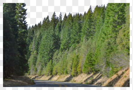 美国一号公路沿途森林图片