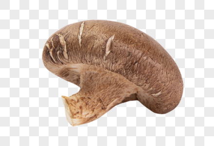 香菇纯天然香菇高清图片