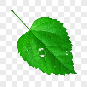带水滴的绿色树叶图片