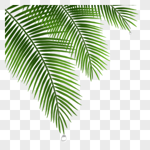 夏日椰子树树叶和水滴图片