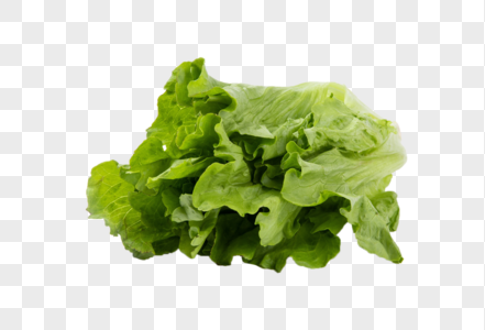 生菜图片素材