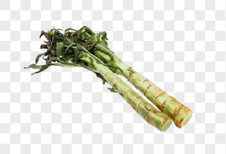 莴苣莴笋素材莴苣科高清图片