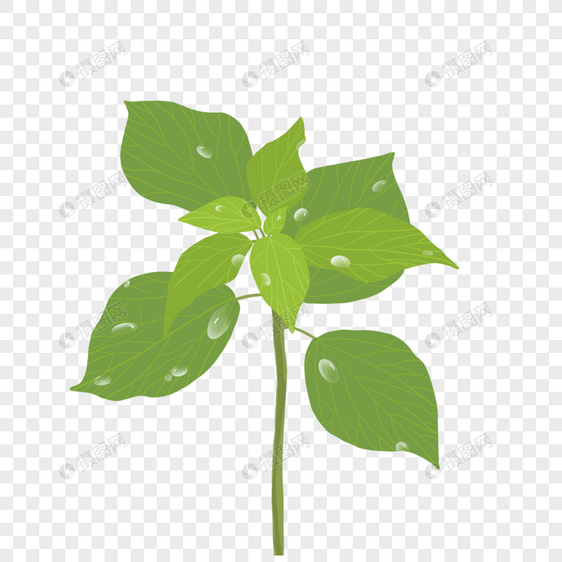 夏日绿色植物叶子水滴图案装饰图片