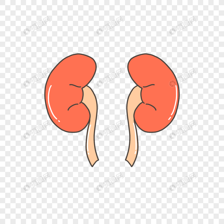 人体器官肾脏