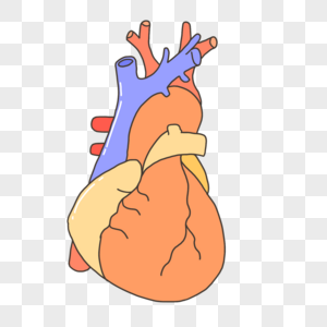 人体器官心脏2图片