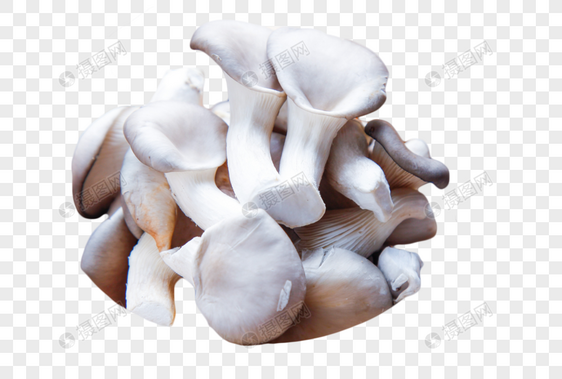 灰色蘑菇平菇图片