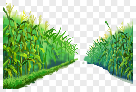 玉米地手绘玉米地苞米地高清图片
