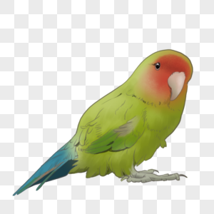 绿色鹦鹉图片