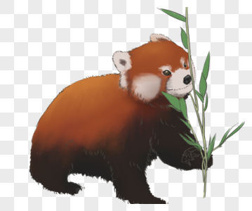 小熊猫动物园红熊猫高清图片