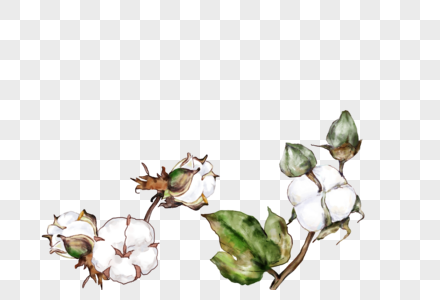 棉花植物彩绘元素图片