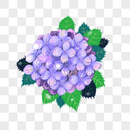 植物粉紫色花卉手绘绣球花图片