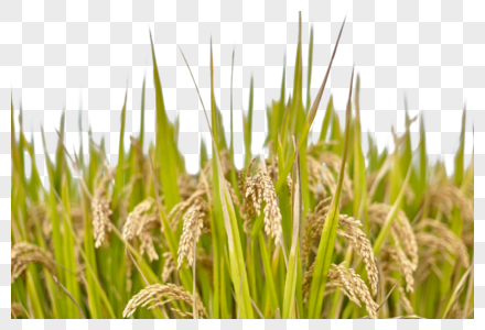秋天的水稻水稻插秧高清图片