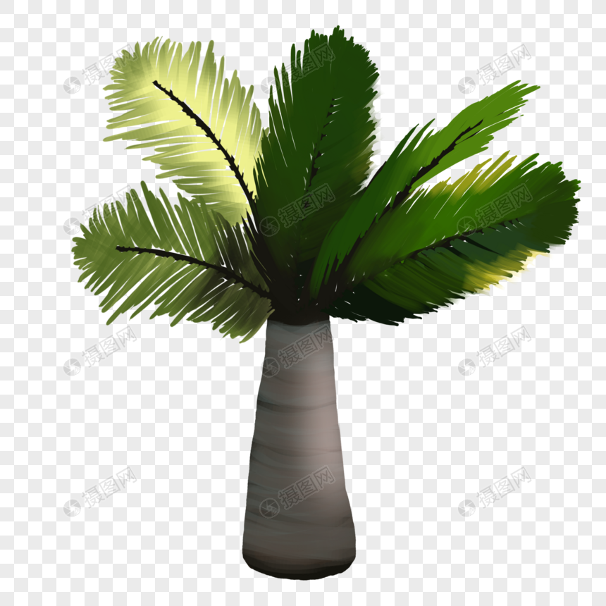 椰子树绿色夏天植物图片