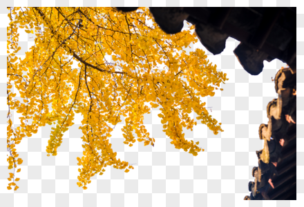 江苏南京园林秋色银杏树叶高清图片