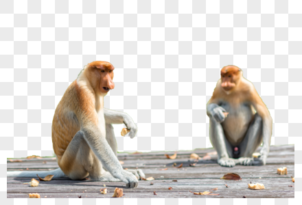马来西亚长鼻猴图片