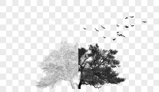 树梢上的鸟图片