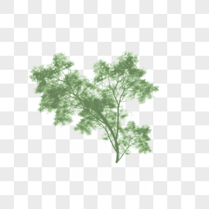 枝繁叶茂的树木剪影图片