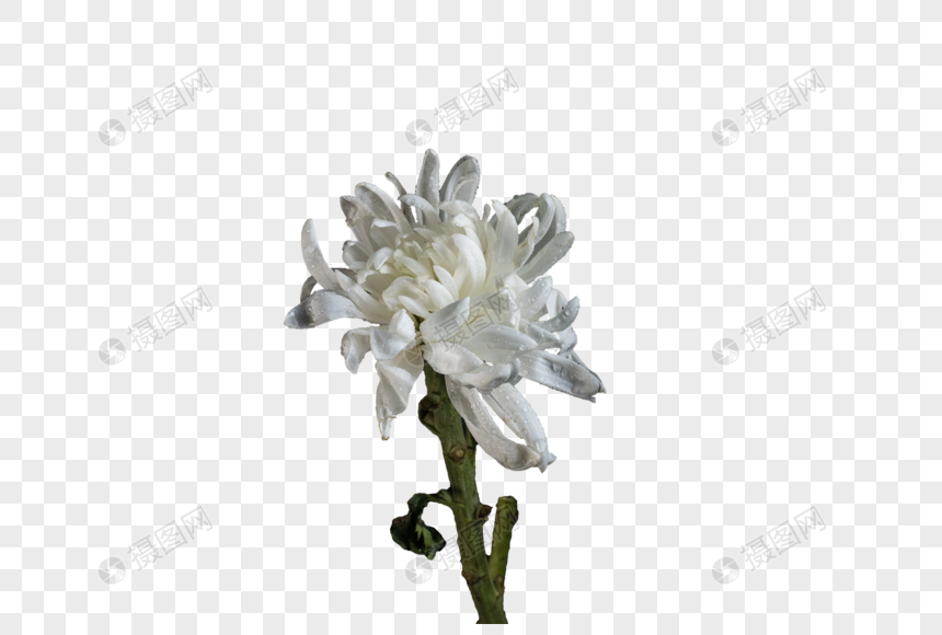 白菊花特写元素素材下载 正版素材 摄图网
