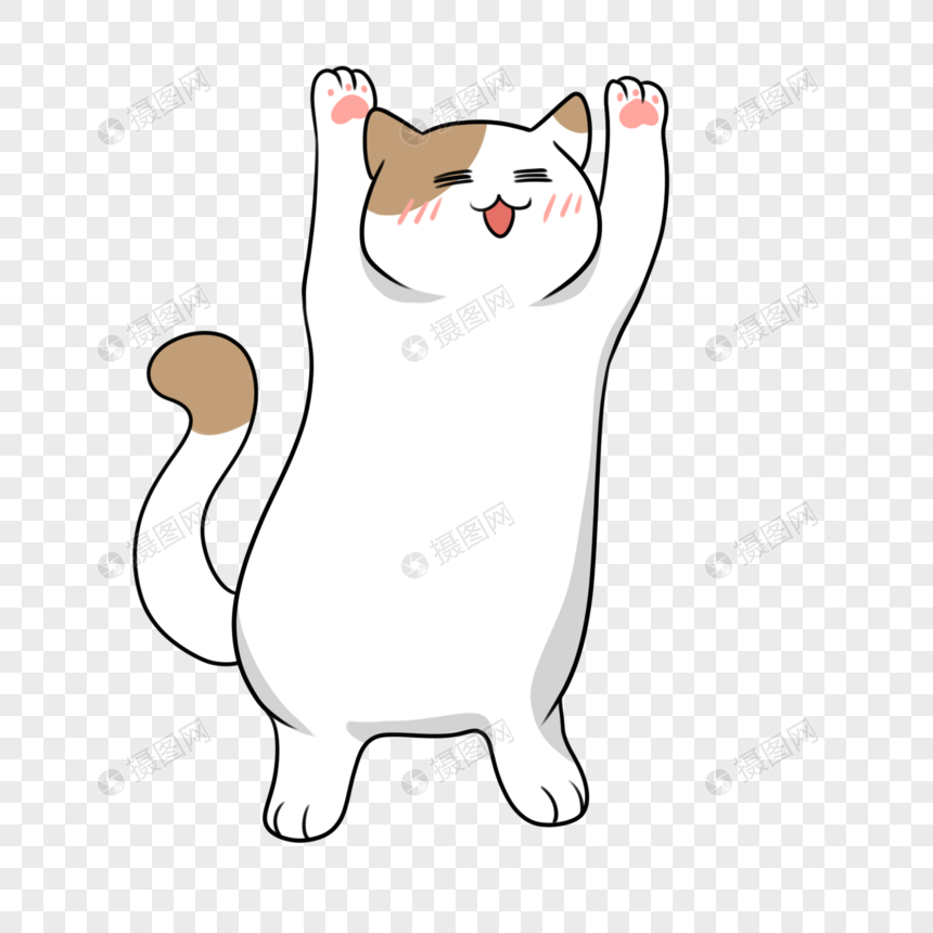 猫站立玩逗猫棒跳跃露肚皮