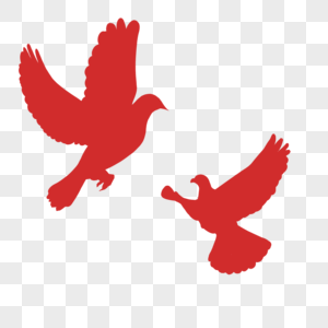 健康和平鸽图片