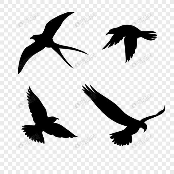 飞鸟鹰燕子飞翔图片