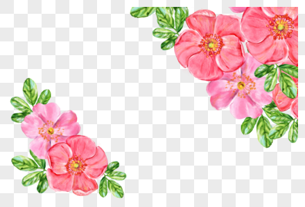 蔷薇花植物彩绘元素图片