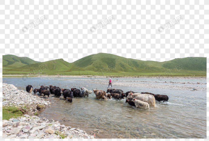 夏季青海草原风光图片