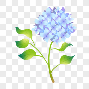 蓝色绣球花图片
