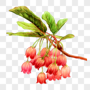 银铃花图片素材
