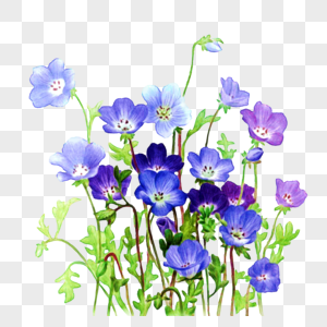 紫色的花儿美丽的紫色花高清图片