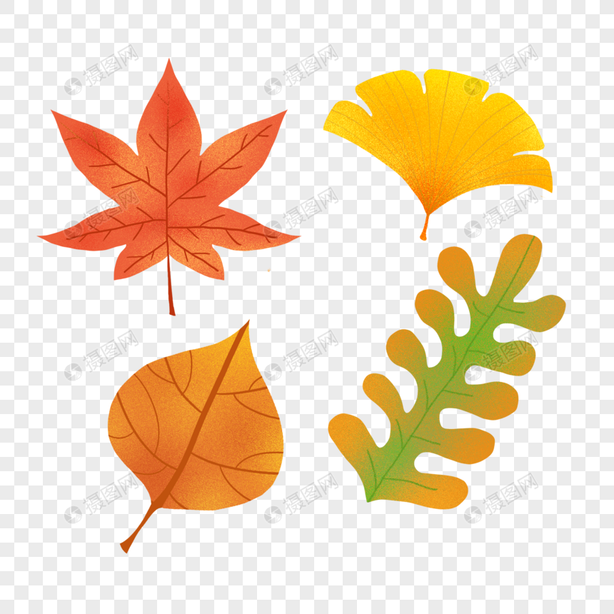 秋天的四种落叶图片
