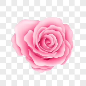 粉红色的玫瑰花朵图片