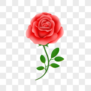 一支盛开的红玫瑰图片