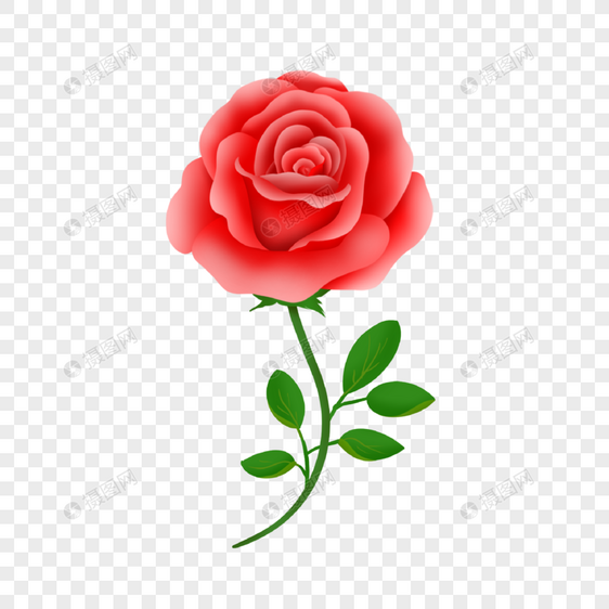 一支盛开的红玫瑰图片