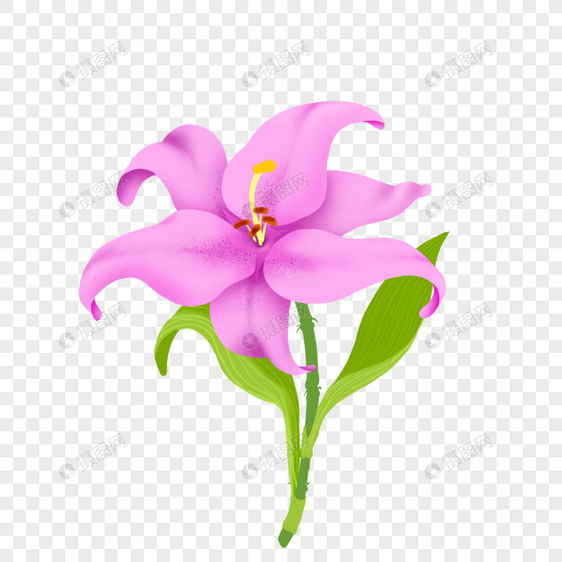 浅紫色的百合花图片