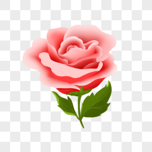 盛开的粉色玫瑰高清图片