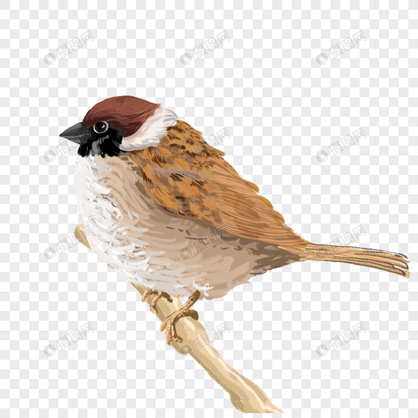 麻雀元素素材下载 正版素材 摄图网