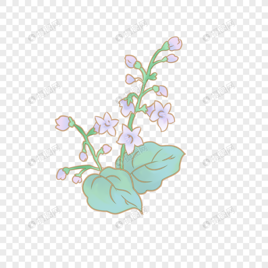 梧桐花