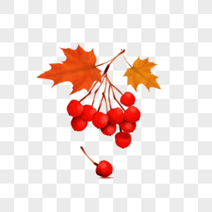 手绘秋天的红果实图片