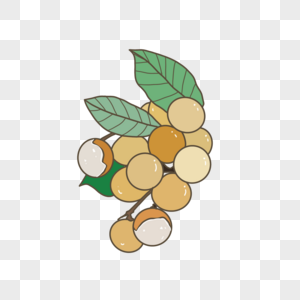 桂圆插图图片